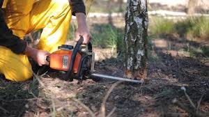 Best Emergency Tree Removal  in Sparks, NV