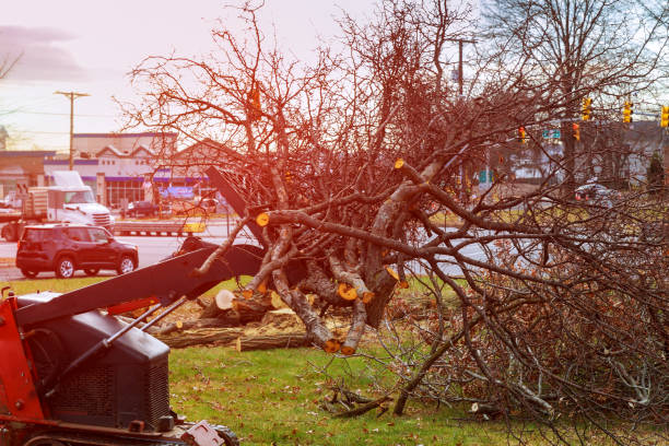 How Our Tree Care Process Works  in  Sparks, NV