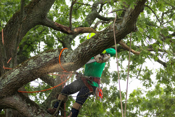 Mulching Services in Sparks, NV