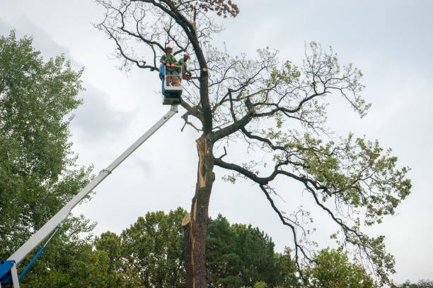 Best Tree Removal  in Sparks, NV