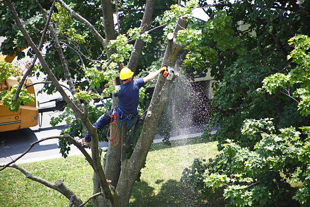 Reliable Sparks, NV Tree Care Solutions